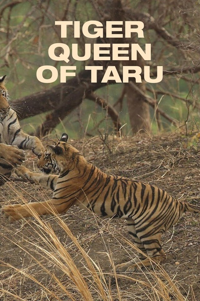 Tiger Queen of Taru