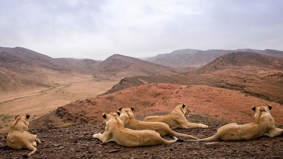 Ørkenens konger - løverne fra Namib