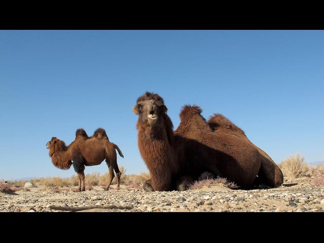 Ørkenens skibe - om kameler og mennesker