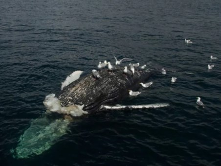World's Deadliest Whale