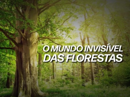 O Mundo Invisível das Florestas