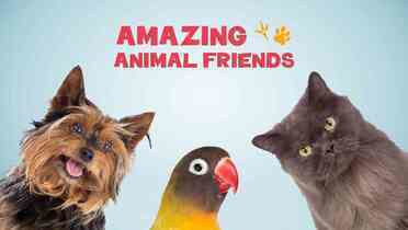 Neverovatna životinjska prijateljstva