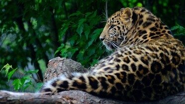 Leopardi ljudožderi