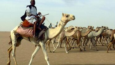 Poslednji karavani kamila u Sahari