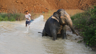Tajlandski slonovi, napolje iz grada!