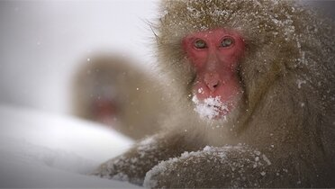 Divlji Japan: Snežni majmuni