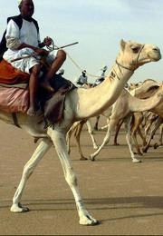 The Last Camel Caravans Of the Sahara