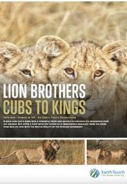 Lví bratři: Od kotěte po krále