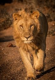 Mizející králové: Lvi Namibu
