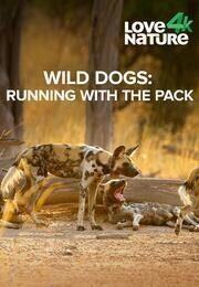 Psi hyenovití: Ve smečce