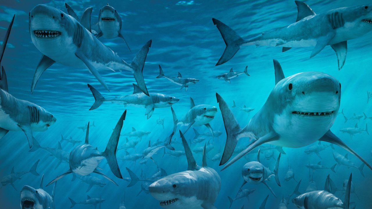 Veličastni morski psi 2016