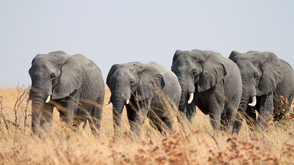 Sloni od blizu: Nenavadni sosedje