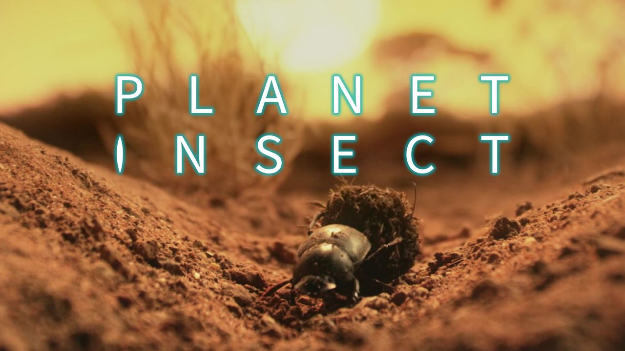 Planet insektov: Naslednja generacija