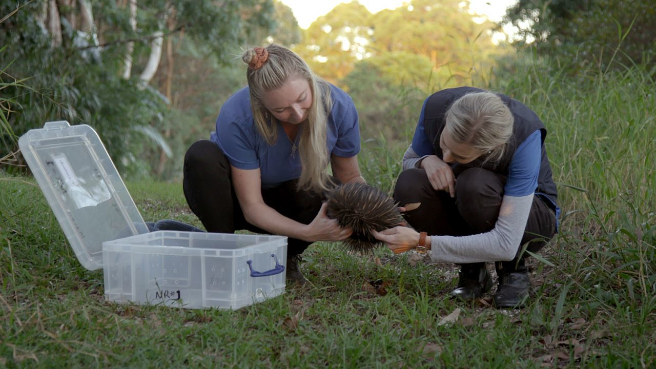 Reševanje divjih živali - Avstralija: Kljunata ježevka Patsy