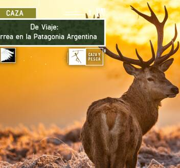 De viaje: berrea en la Patagonia argentina