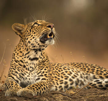 El legado de la leoparda
