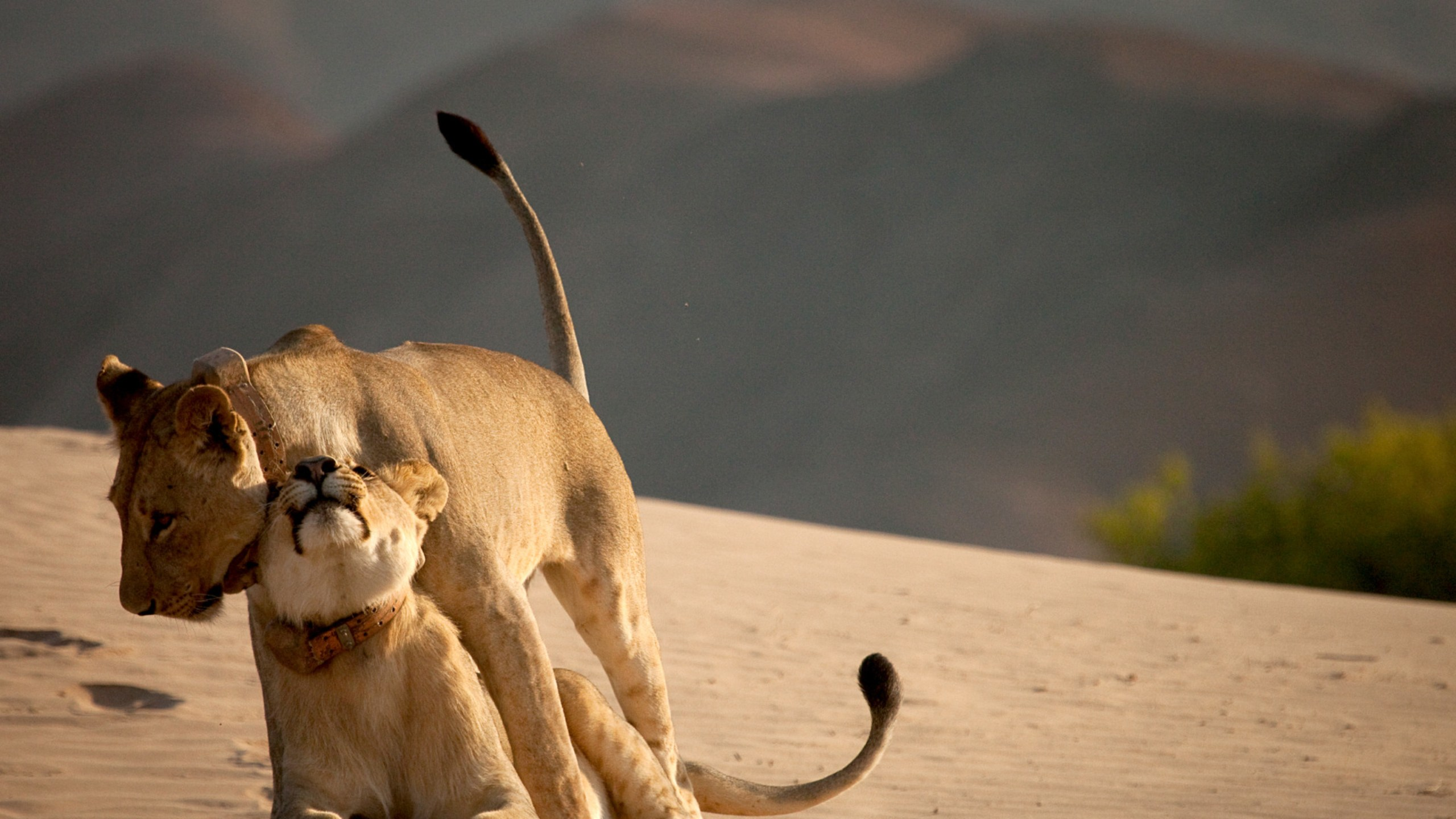 Försvinnande kungar - Namibs lejon