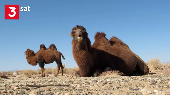 Wüstenschiffe - Von Kamelen und Menschen