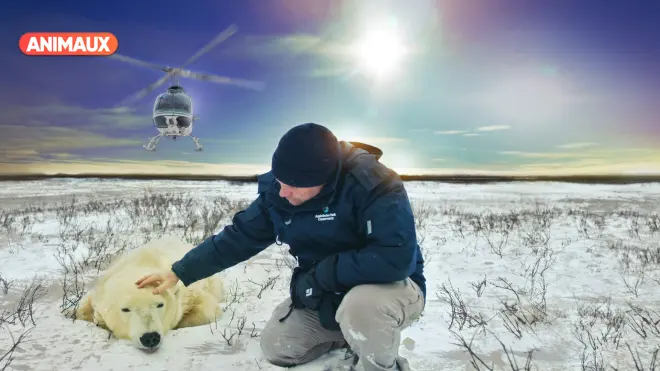 Vétérinaires de l'Arctique