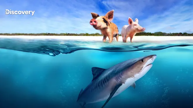 Schweine gegen Haie