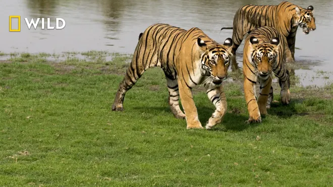 Kampf der Tiger