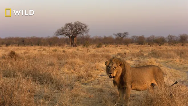 Löwinnen: Jagd ums Überleben