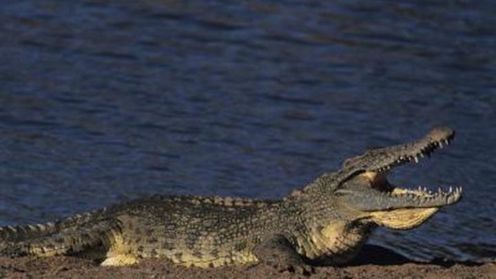 Гигантский крокодил Ковбой, 4 сезон, 8 эп. Отверженный крокодил