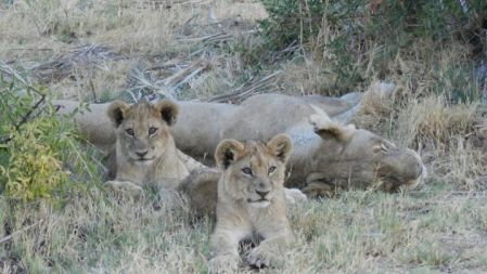 Lion Brothers: Cubs To Kings