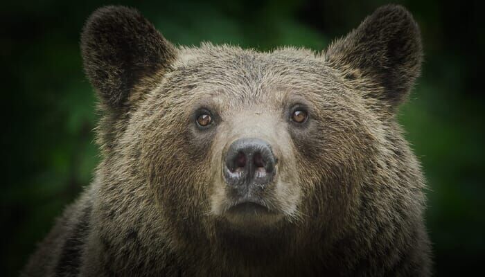 Karud Transilvaania tagaaedades 