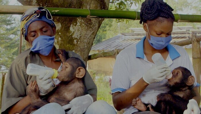Päästetud Kongo šimpansid koos Jane Goodalliga . Vabaduse tee