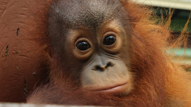 Meet The Orangutans - Season 1