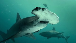 Bull Shark Vs Hammerhead