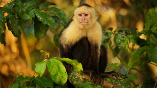 Monkeys And More: Our Closest Relatives